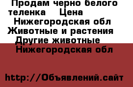 Продам черно белого теленка. › Цена ­ 20 000 - Нижегородская обл. Животные и растения » Другие животные   . Нижегородская обл.